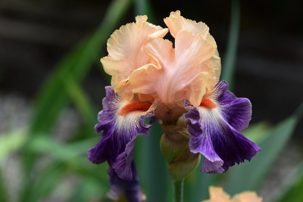 Photo of Tall Bearded Iris (Iris 'Undercurrent') uploaded by cliftoncat