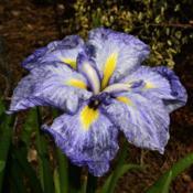 Japanese Iris - Iris ensata Shogun 004