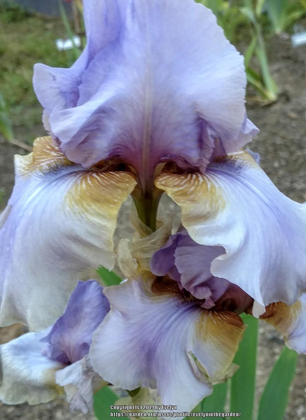 Photo of Tall Bearded Iris (Iris 'Collage') uploaded by evelyninthegarden