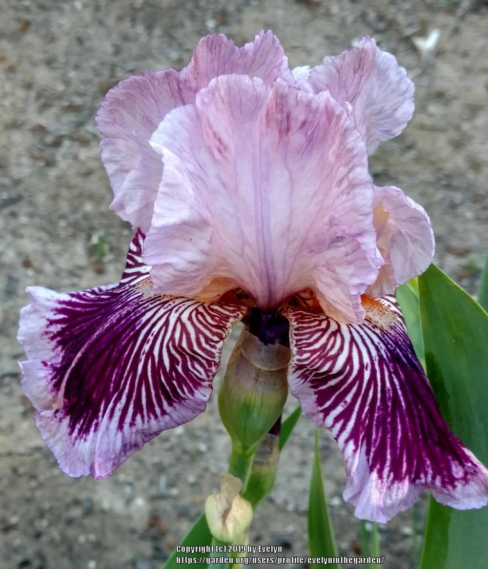 Photo of Tall Bearded Iris (Iris 'Plum Pretty Whiskers') uploaded by evelyninthegarden