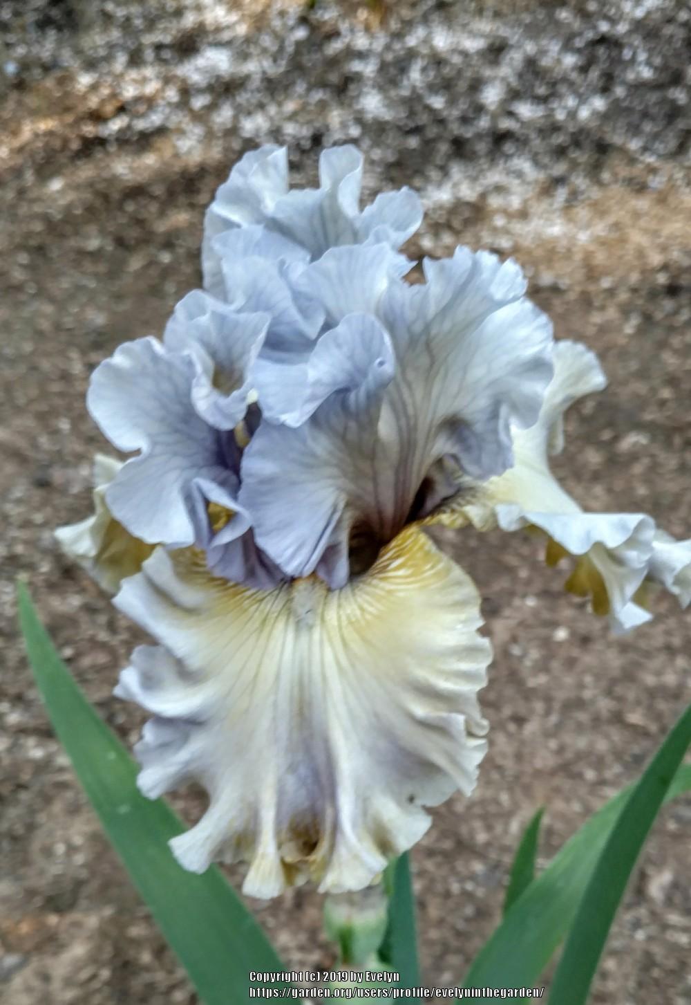 Photo of Tall Bearded Iris (Iris 'Sergey') uploaded by evelyninthegarden