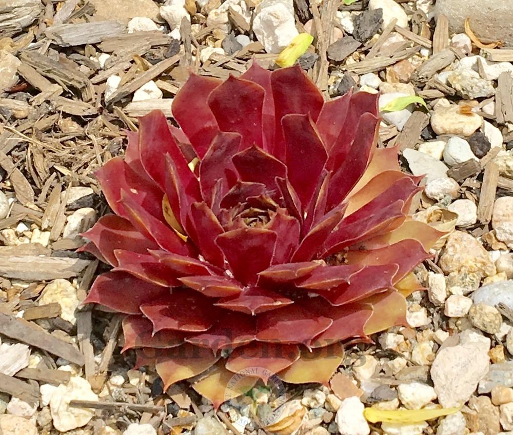 Photo of Hen and Chicks (Sempervivum 'Fuego') uploaded by BlueOddish