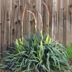 Location: Northern California, Zone 9b
Date: 2019-05-14
Yucca filamentosa 'Golden Sword' beginning to bloom