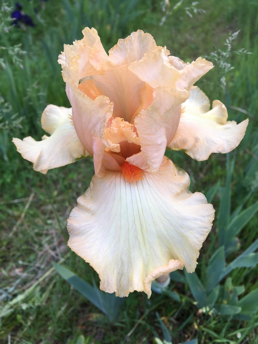 Photo of Tall Bearded Iris (Iris 'Dorothy Devenport') uploaded by Lbsmitty
