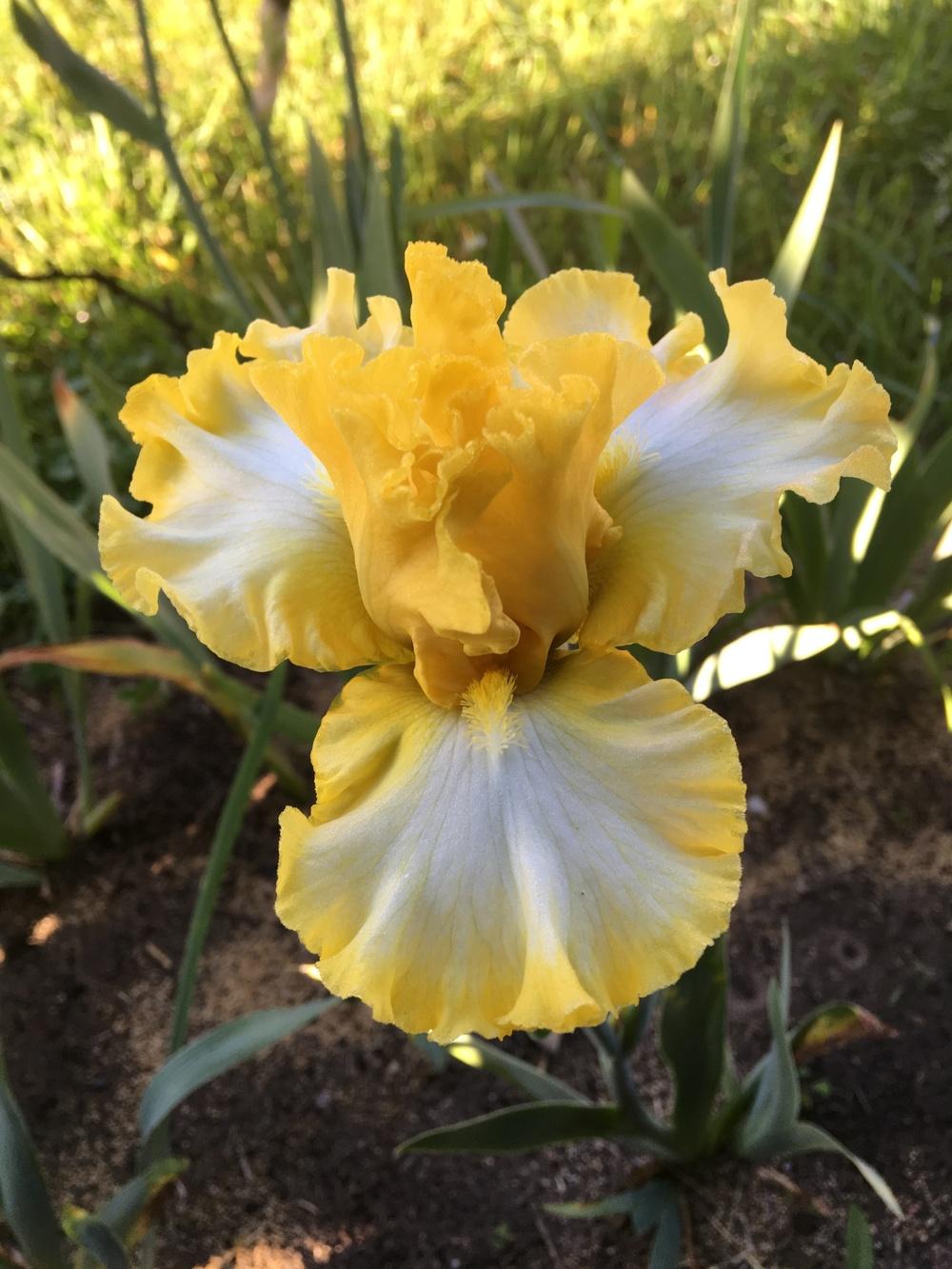 Photo of Tall Bearded Iris (Iris 'Beauty Becomes Her') uploaded by Lbsmitty