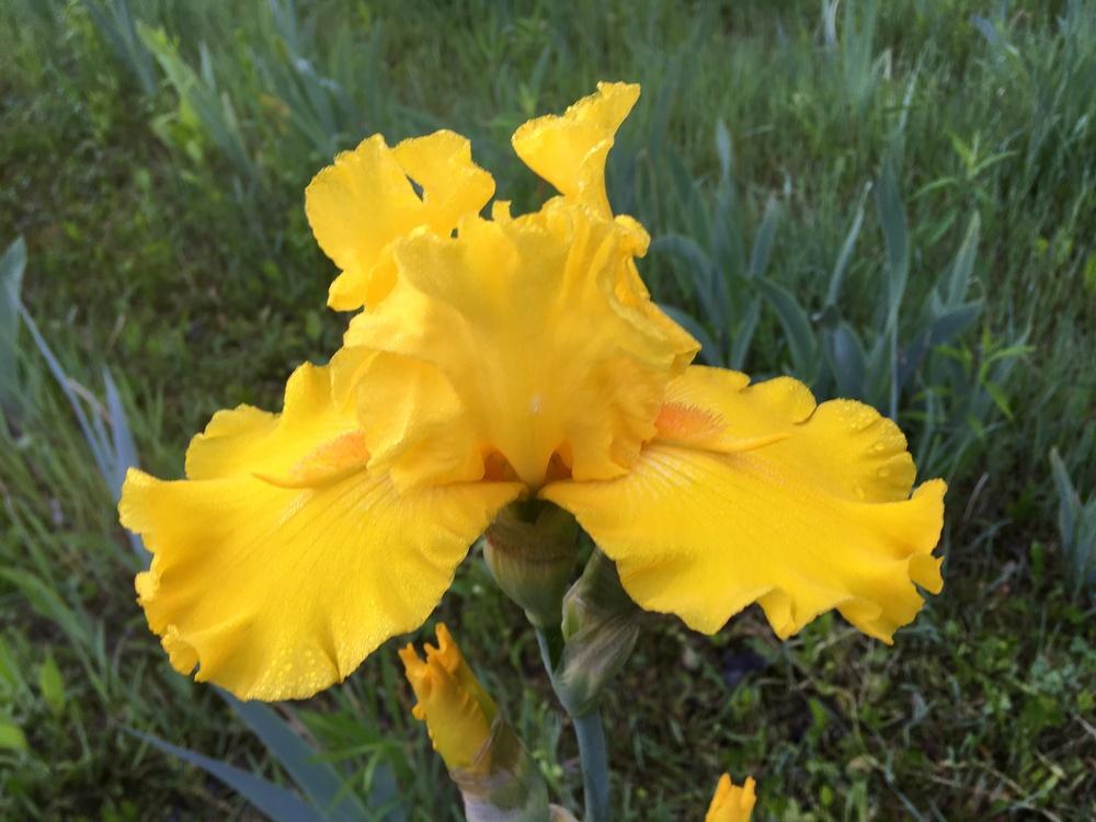 Photo of Tall Bearded Iris (Iris 'Glitter Gulch') uploaded by Lbsmitty