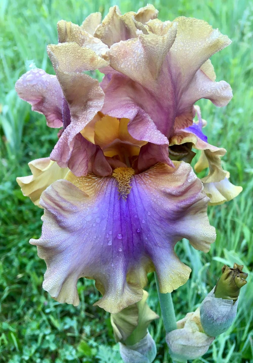 Photo of Tall Bearded Iris (Iris 'Rainbow Shadows') uploaded by Lbsmitty