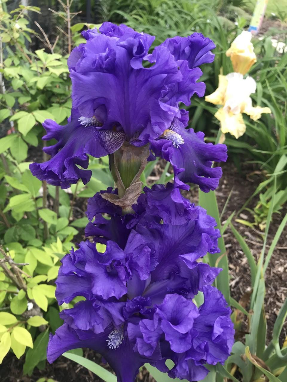 Photo of Tall Bearded Iris (Iris 'Ride the Waves') uploaded by Legalily