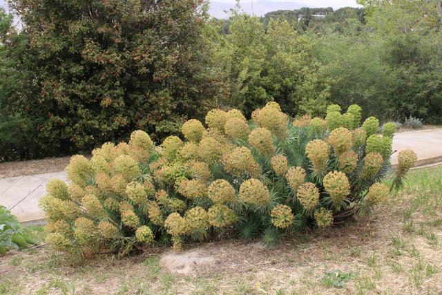 Photo of Euphorbia (Euphorbia characias subsp. wulfenii) uploaded by RuuddeBlock