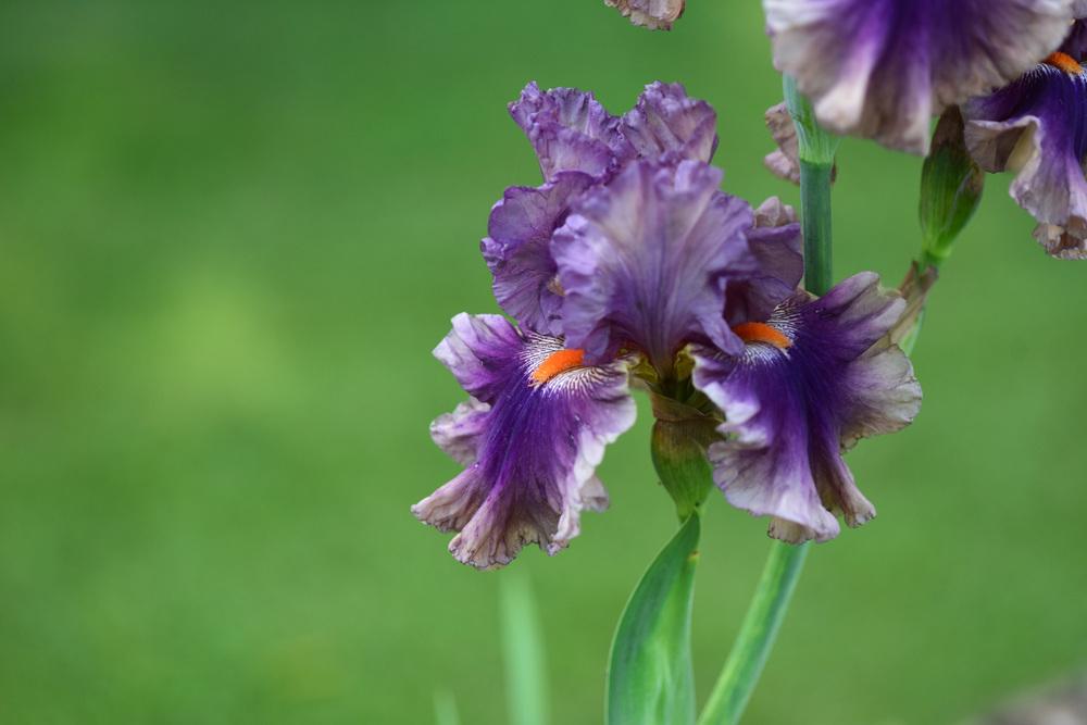 Photo of Tall Bearded Iris (Iris 'Berry Scary') uploaded by cliftoncat