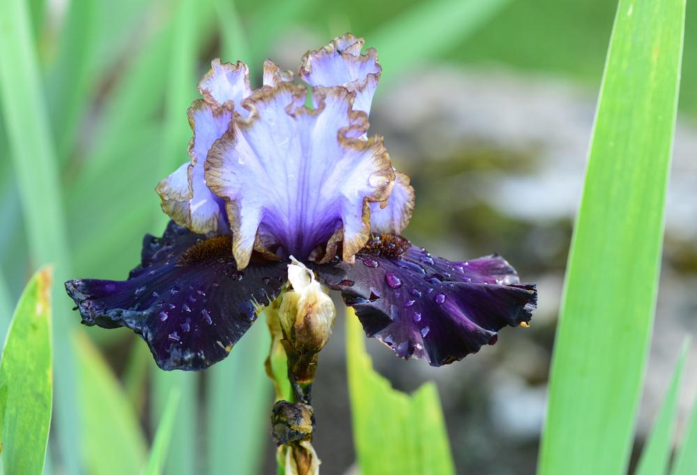 Photo of Tall Bearded Iris (Iris 'Edge of the World') uploaded by cliftoncat