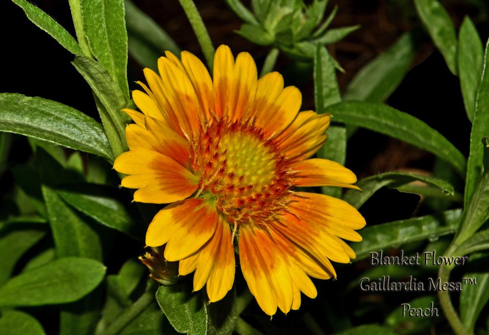 Photo of Blanket Flower (Gaillardia Mesa™ Peach) uploaded by dawiz1753