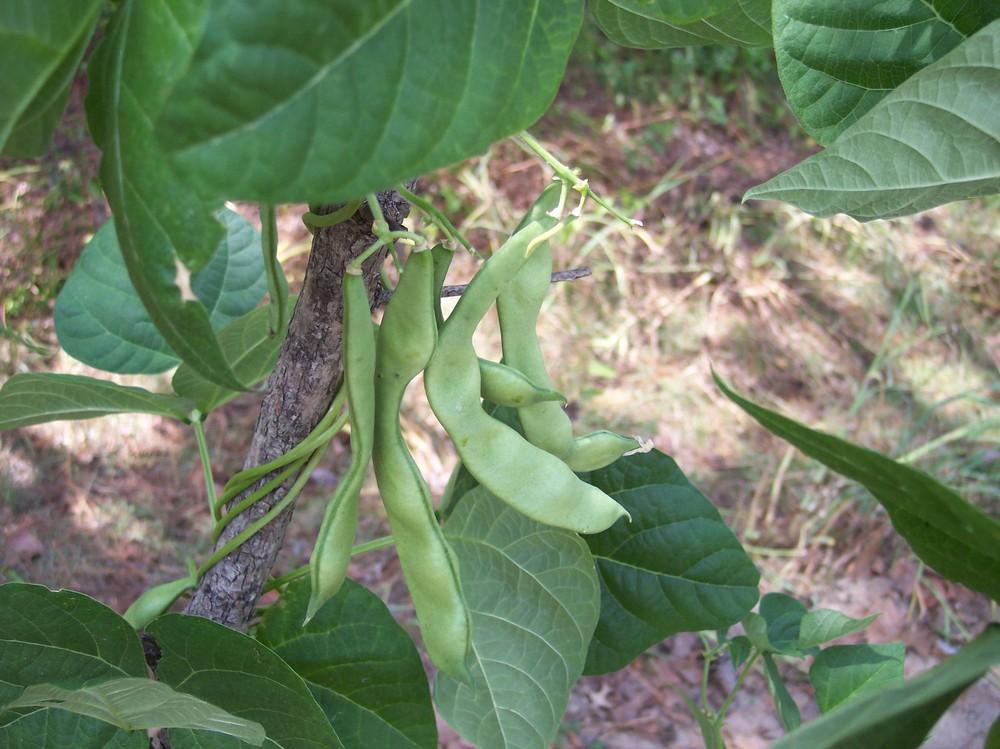 Photo of Snap Bean (String (Phaseolus vulgaris 'Algarve') uploaded by farmerdill
