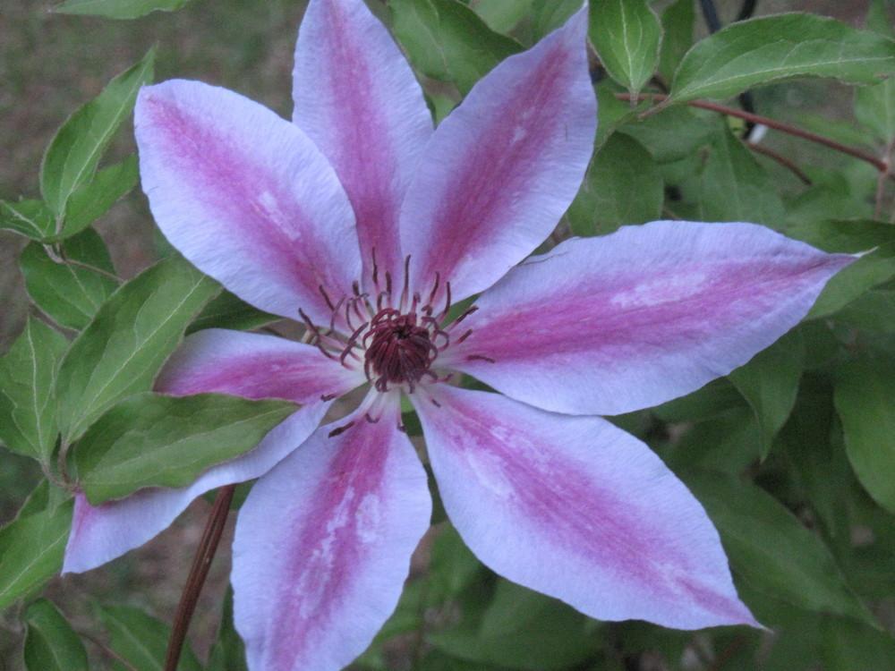 Photo of Clematis 'Nelly Moser' uploaded by robertduval14