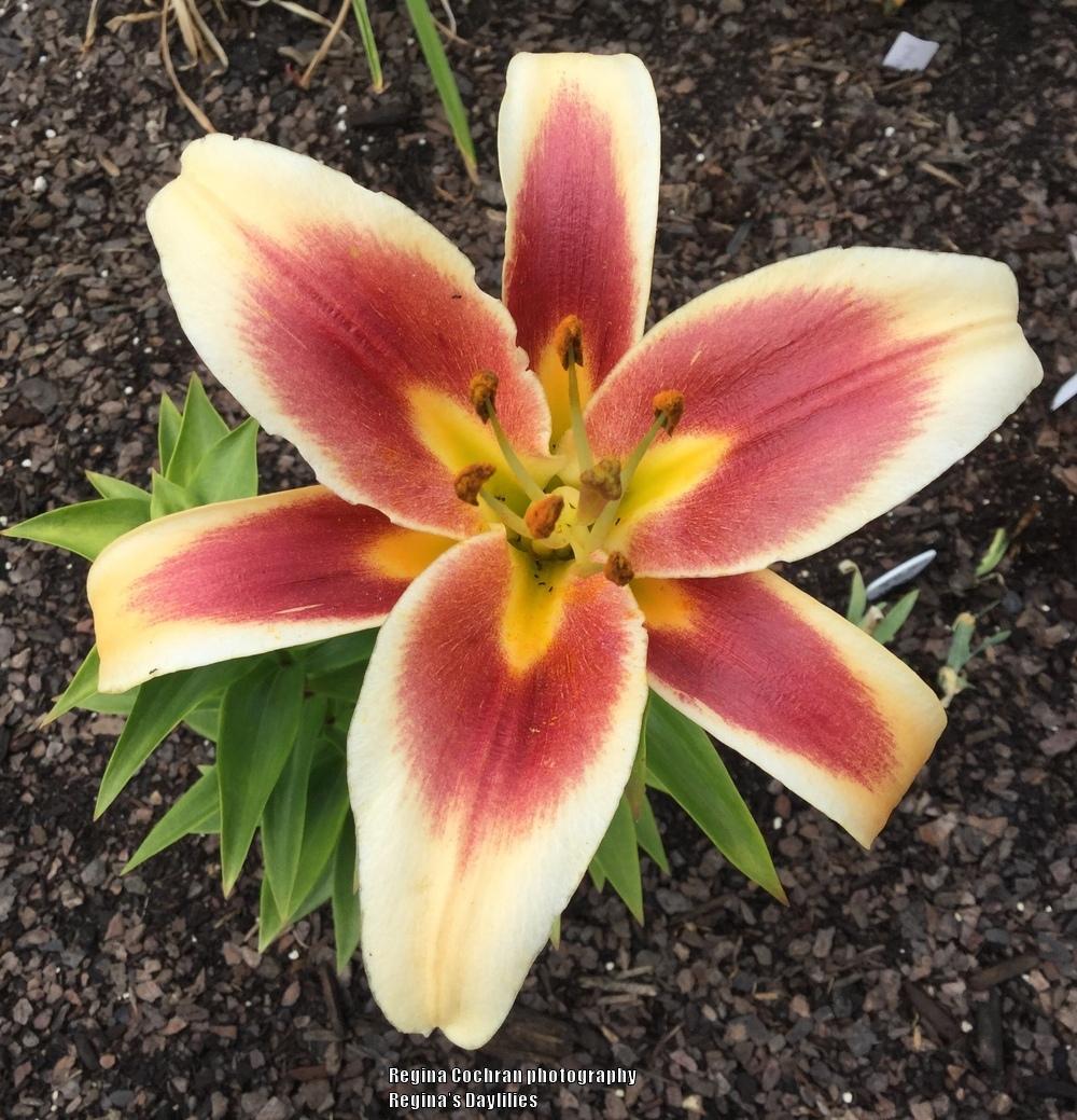 Photo of Lily (Lilium 'Red Dutch') uploaded by scflowers