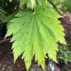 The leaves on this thing are huge compared to other Acer japonicu