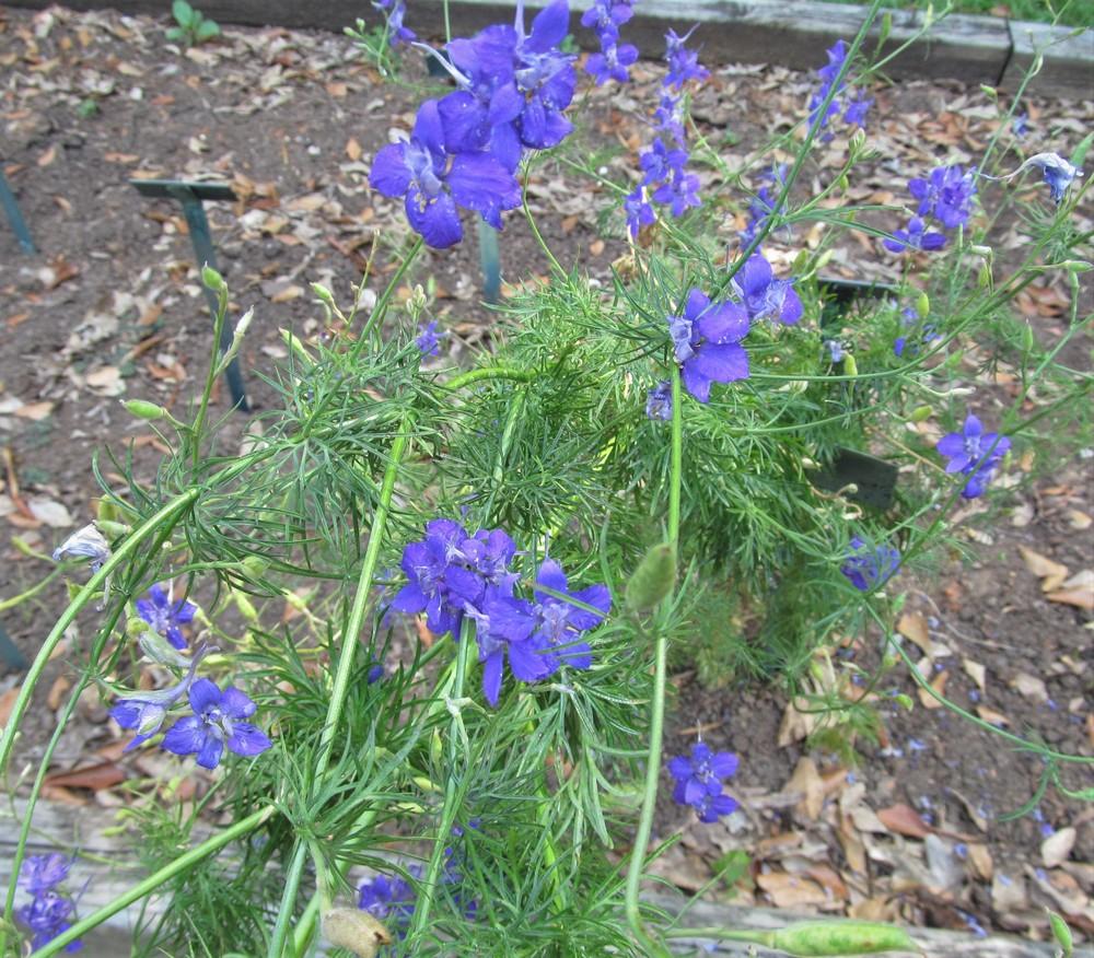 Photo of Larkspur (Consolida ajacis) uploaded by Sscape
