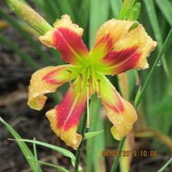 Location: My 6b garden
Date: 2019-06-08
From Northern Lights Daylilies. New for 2019, first bloom. Very p