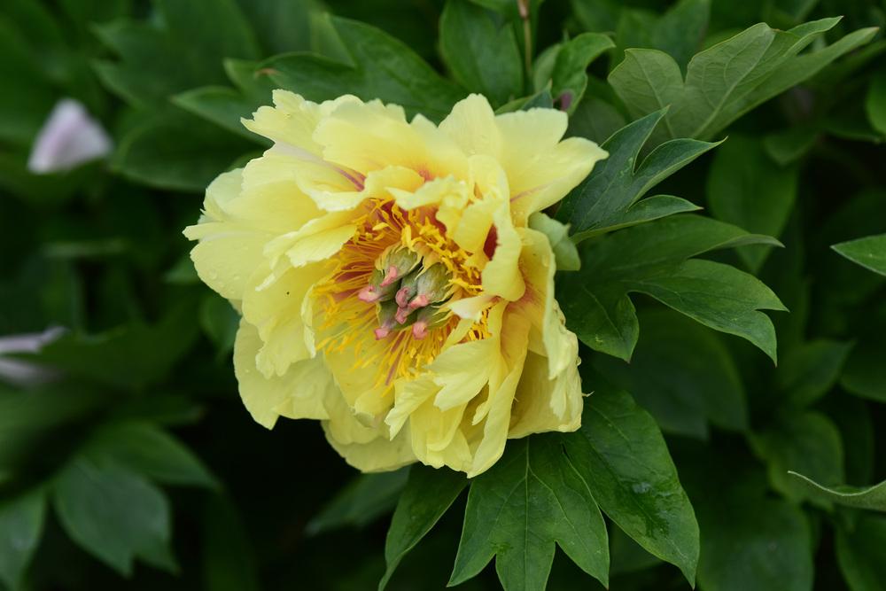 Photo of Intersectional Peony (Paeonia 'Garden Treasure') uploaded by cliftoncat