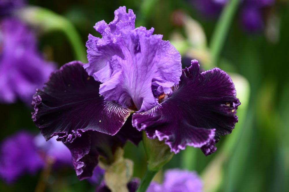 Photo of Tall Bearded Iris (Iris 'Royal Mystique') uploaded by cliftoncat