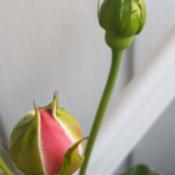 Two buds - one about to open