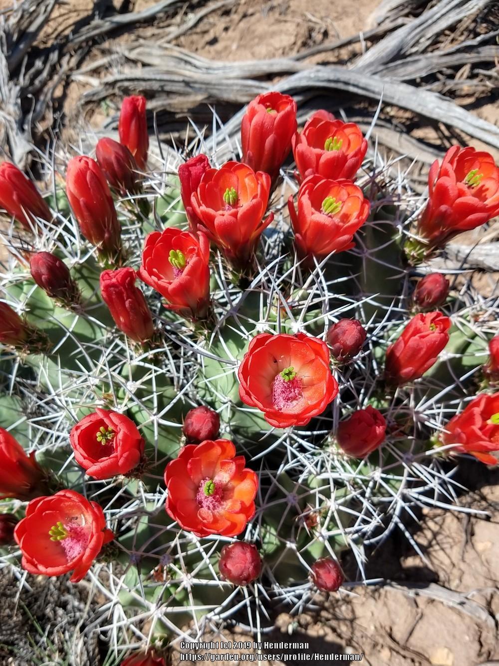 Photo of Claretcup Cactus (Echinocereus triglochidiatus) uploaded by Henderman