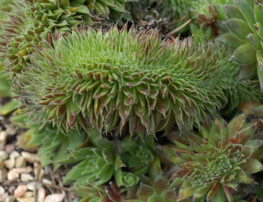 Photo of Hen and chicks (Sempervivum 'Mad Hatter') uploaded by JungleShadows