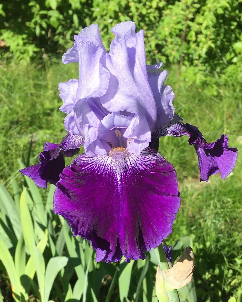 Photo of Tall Bearded Iris (Iris 'Endura') uploaded by Lbsmitty