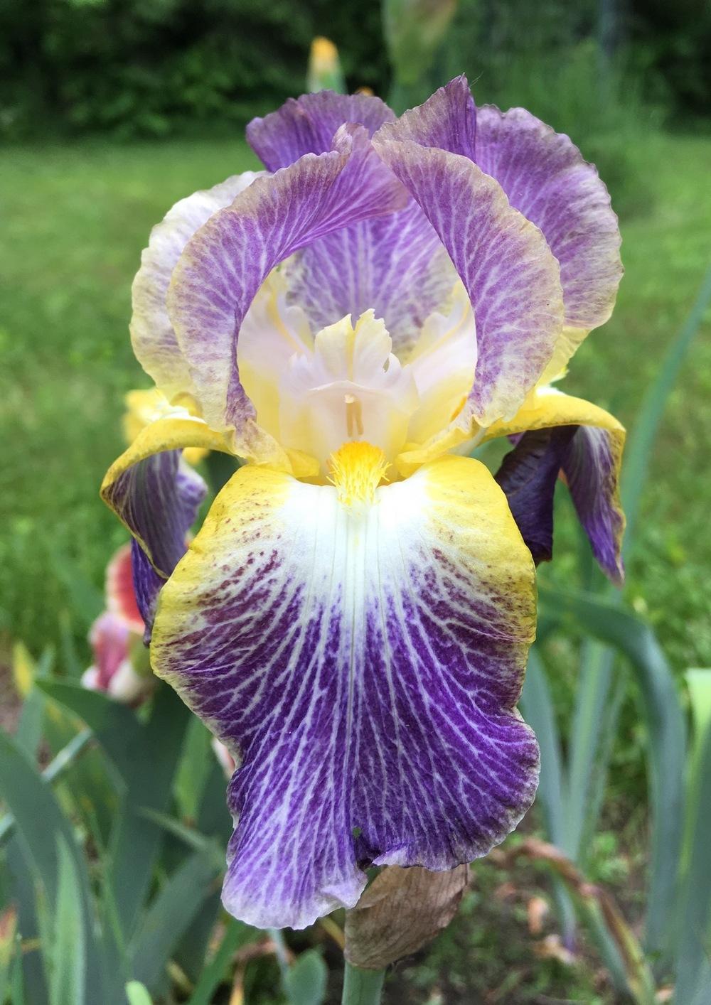 Photo of Tall Bearded Iris (Iris 'Moonlit Sea') uploaded by Lbsmitty