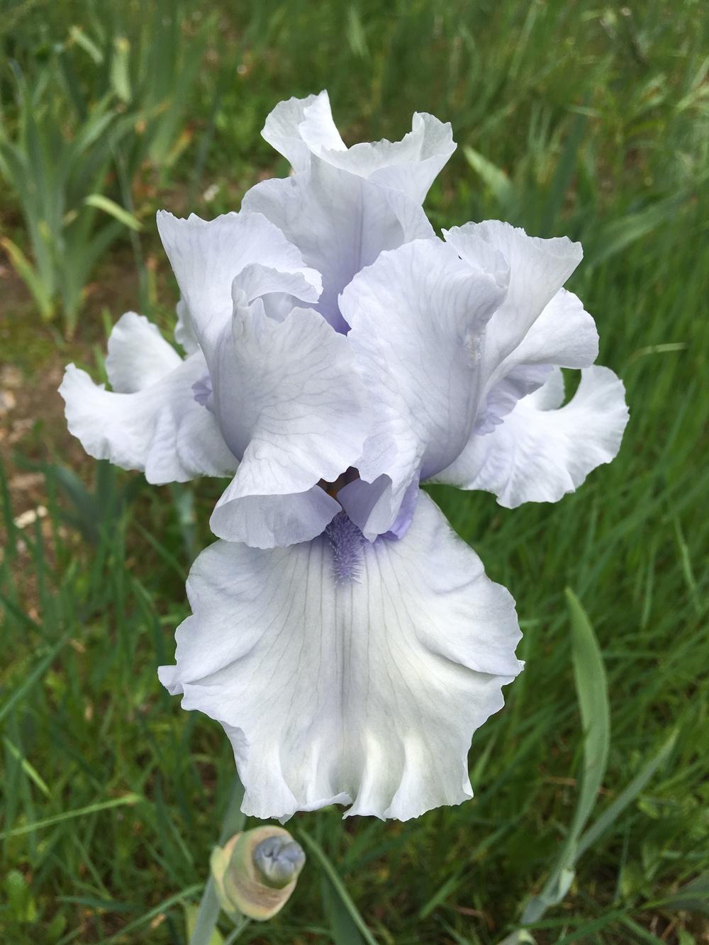 Photo of Tall Bearded Iris (Iris 'Winter Waltz') uploaded by Lbsmitty