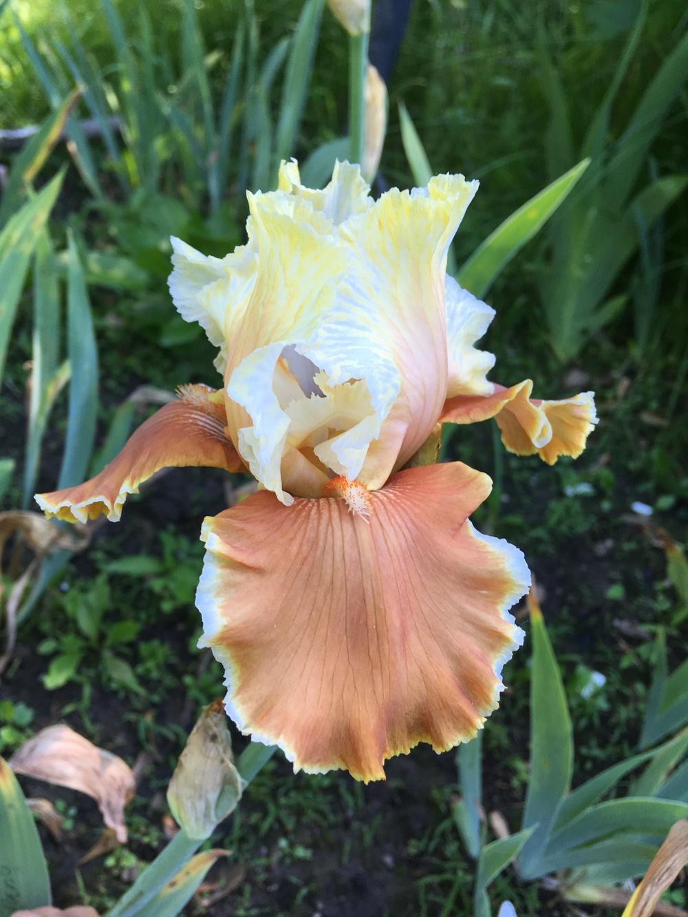 Photo of Tall Bearded Iris (Iris 'English Charm') uploaded by Lbsmitty