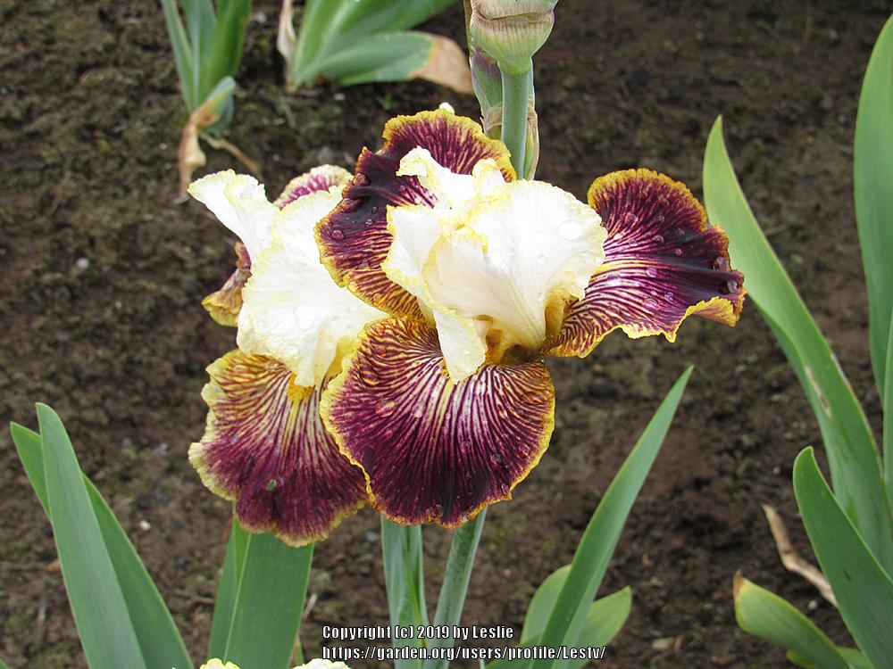 Photo of Tall Bearded Iris (Iris 'Give It Away') uploaded by Lestv
