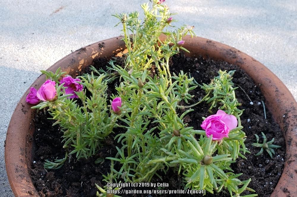 Photo of Moss Rose (Portulaca grandiflora Happy Hour™ Rosita) uploaded by Zencat