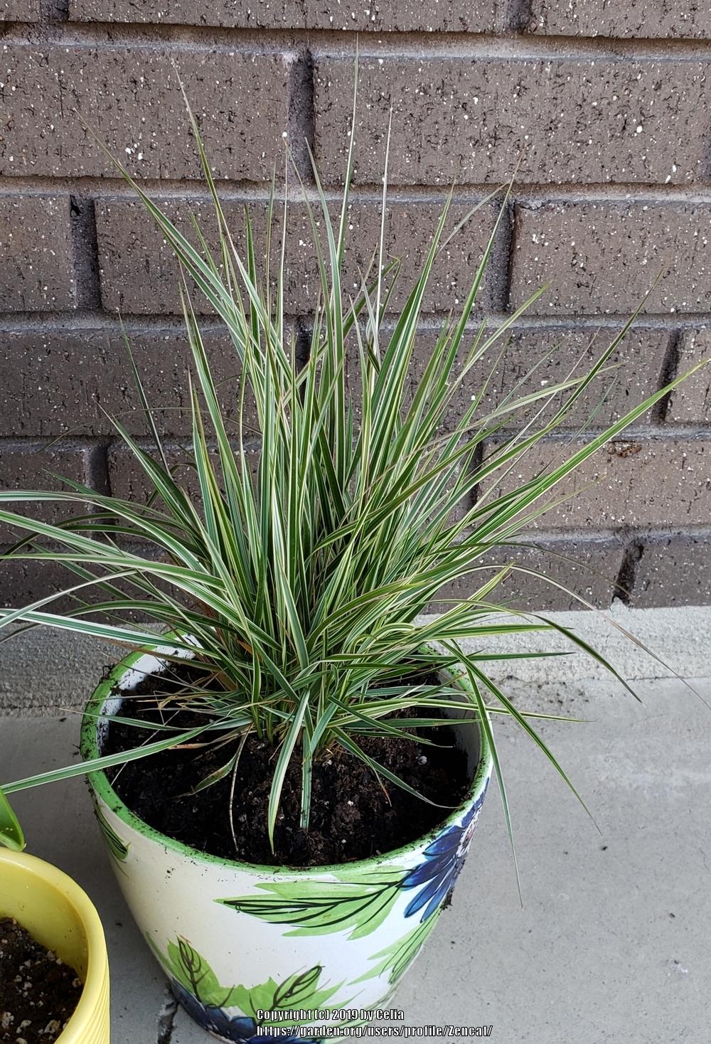 Photo of Feather Reed Grass (Calamagrostis x acutiflora 'Overdam') uploaded by Zencat