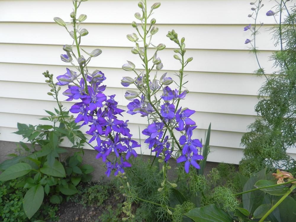 Photo of Larkspur (Consolida ajacis) uploaded by mikedi