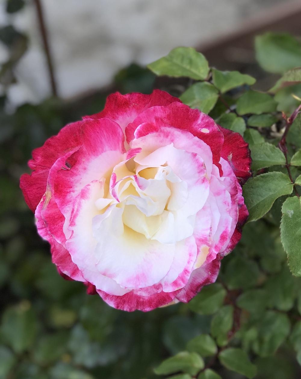 Photo of Hybrid Tea Rose (Rosa 'Double Delight') uploaded by oliversf