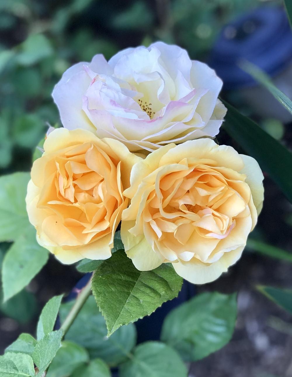 Photo of Floribunda Rose (Rosa 'Julia Child') uploaded by oliversf