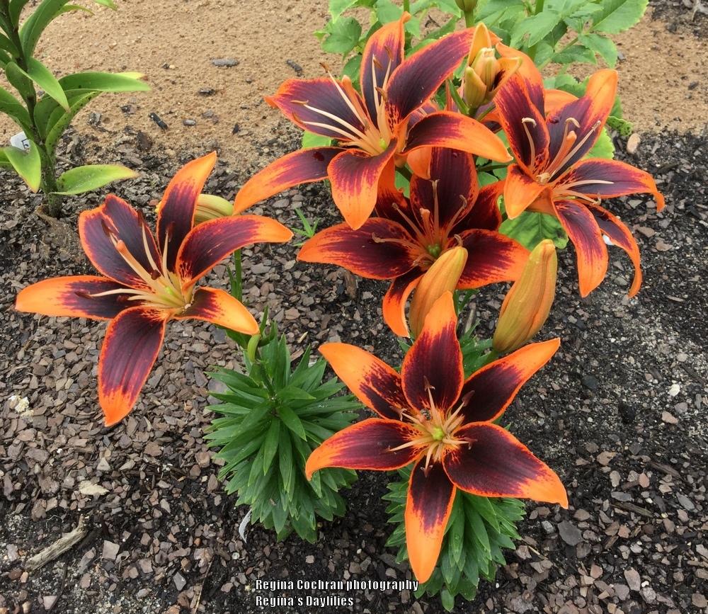 Photo of Asiatic Lily (Lilium 'Forever Susan') uploaded by scflowers