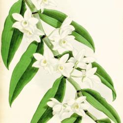 
Date: c. 1891
illustration by John Nugent Fitch from Williams' 'Orchid Album', 