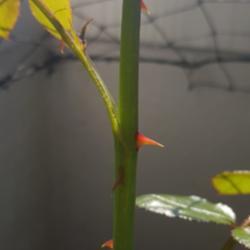 Location: Oslo, Norway
Date: June
Stem and thorns on new growth
