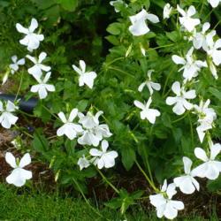 Location: Nora's Garden - Castlegar, B.C.
Date: 2019-06-09
- A lovely burst of flying white petals.