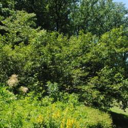 Location: Jenkins Arboretum in Berwyn, Pennsylvania
Date: 2019-06-09
three shrubs together