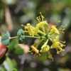 Chaparral Honeysuckle growing wild in greenbelt, Redding, Califor
