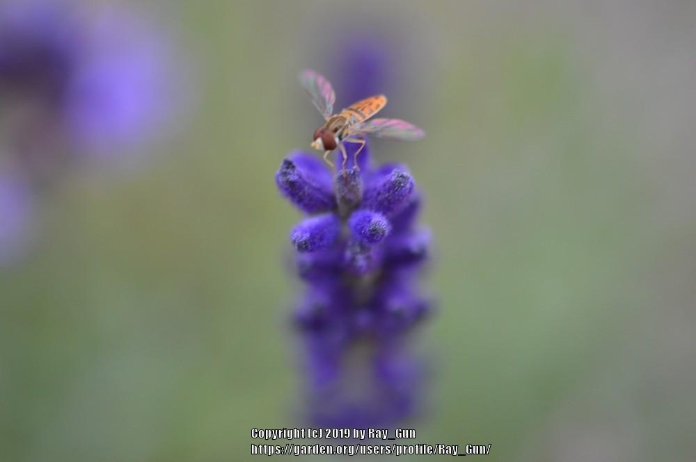 Photo of English Lavender (Lavandula angustifolia 'Hidcote') uploaded by Ray_Gun