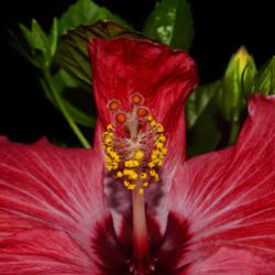 Location: Botanical Gardens of the State of Georgia...Athens, Ga
Date: 2019-06-09
Hibiscus 047