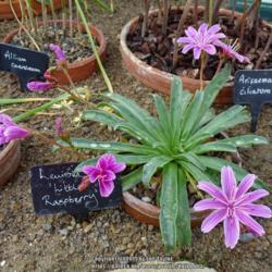 Location: RHS Harlow Carr alpine house, Yorkshire
Date: 2019-06-09