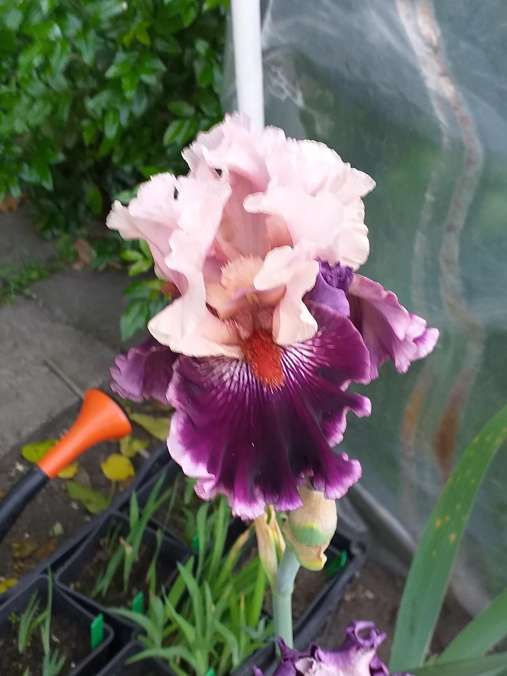 Photo of Tall Bearded Iris (Iris 'Countess') uploaded by pasla3