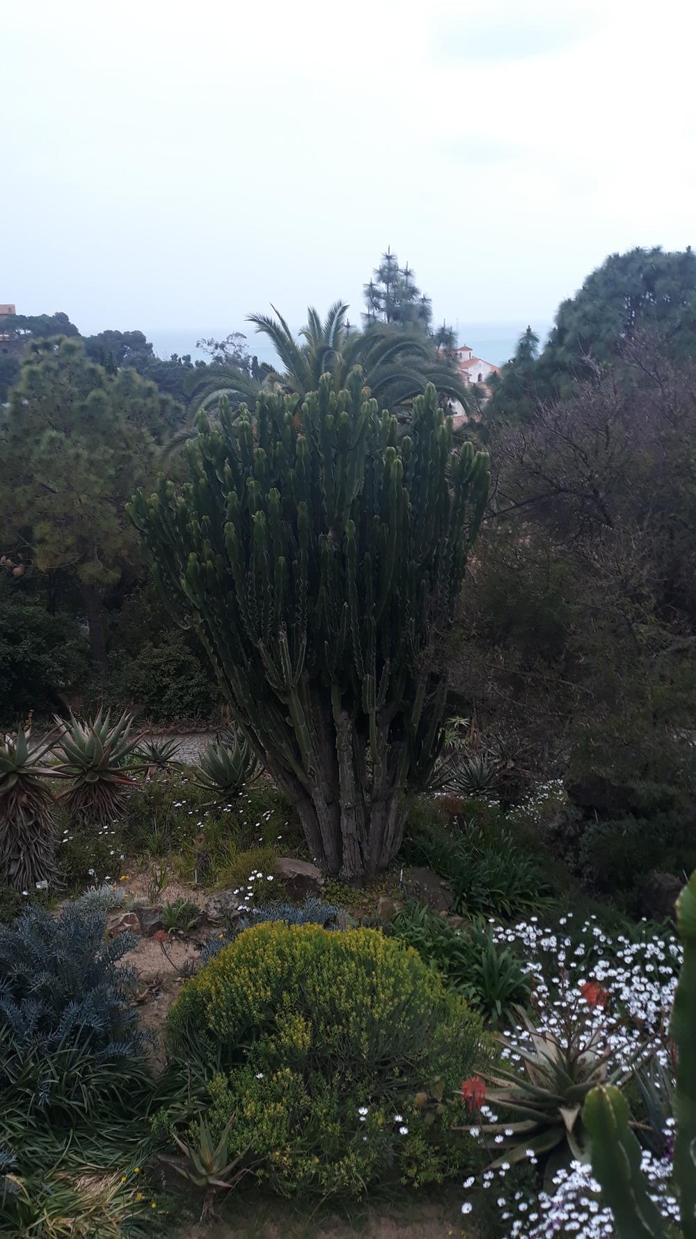 Photo of Candelabra Tree (Euphorbia ingens) uploaded by skopjecollection