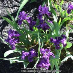 Location: My Garden, Ontario, Canada
Date: 2019-06-08
Clumps up quickly and blooms heavily.  It is a rebloomer, as well
