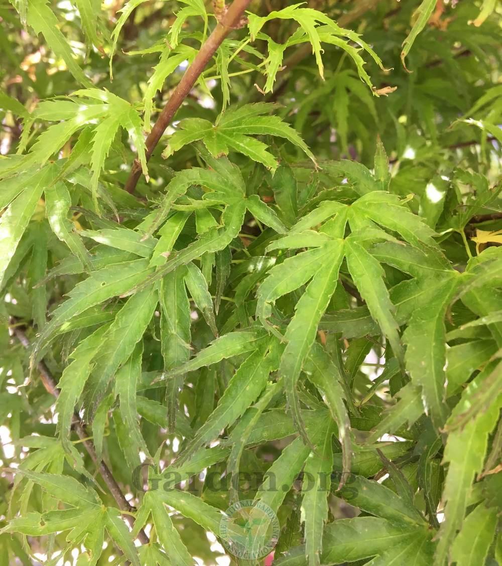 Photo of Japanese Maple (Acer palmatum 'Kamagata') uploaded by BlueOddish